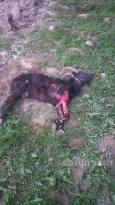 Аксыда түн ичинде короого кирген иттер кой-эчкилерди тиштегилеп кетти.